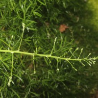 Asparagus gonoclados Baker